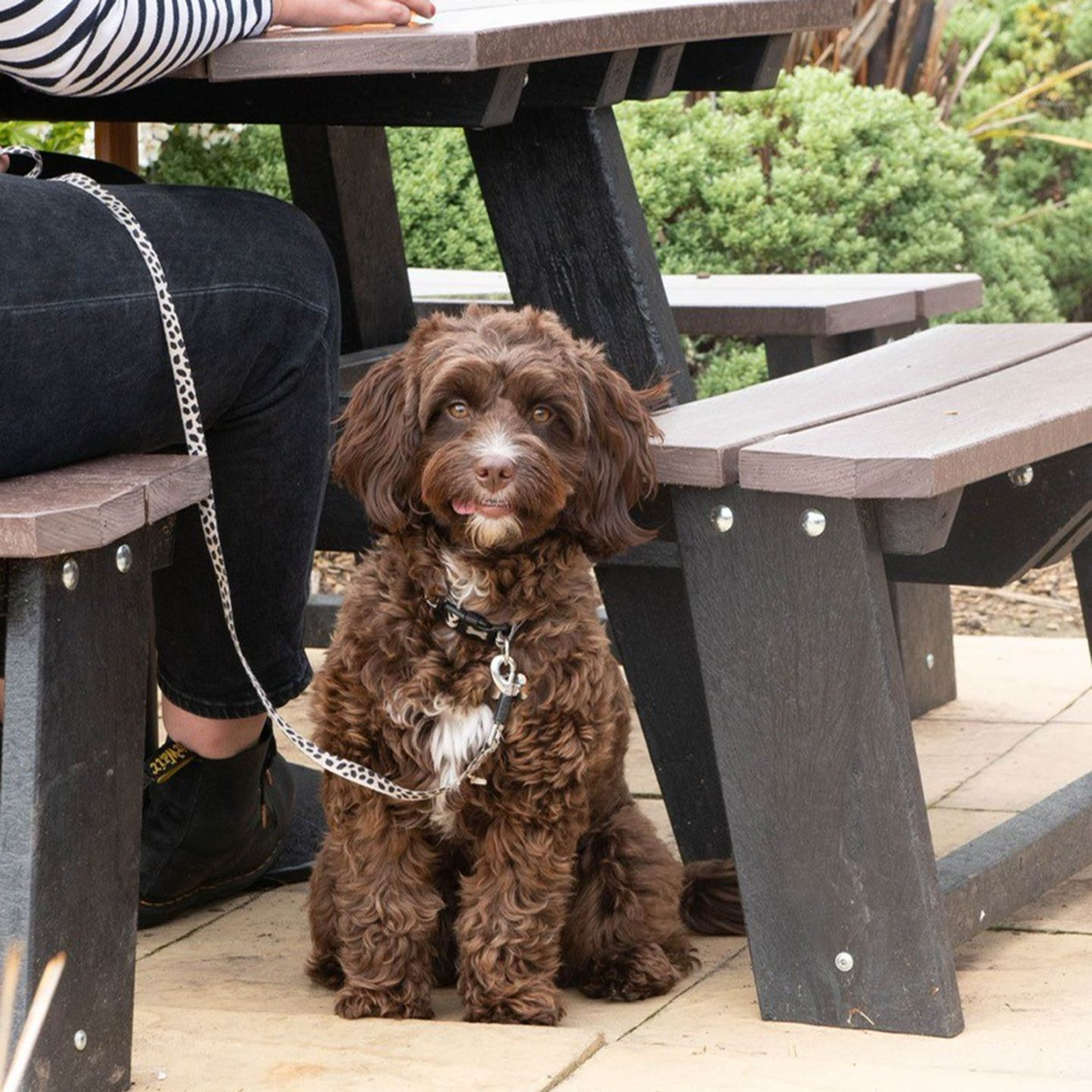 Your local dog friendly pub in Osgodby